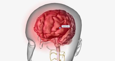 Central sensitization, also called central pain, is a condition associated with the development of chronic pain. 3D rendering