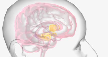 Reward Pathway in the Brain 3D rendering