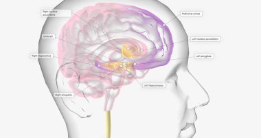 Reward Pathway in the Brain 3D rendering