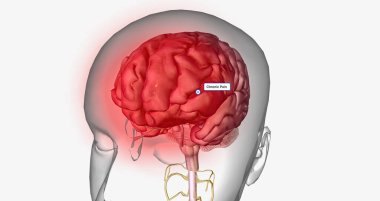 Central sensitization, also called central pain, is a condition associated with the development of chronic pain. 3D rendering