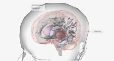 Cerebral palsy is a group of neurological disorders that affect body movement and coordination.3D rendering