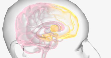 Reward Pathway in the Brain 3D rendering