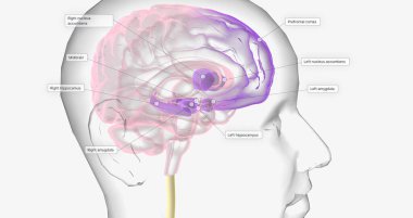Reward Pathway in the Brain 3D rendering