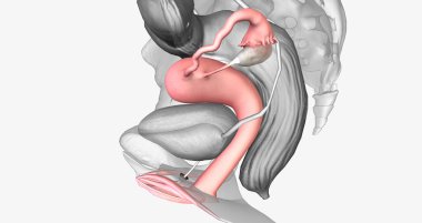 The female reproductive system is located near the bladder and is directly related to the urinary system. 3D rendering