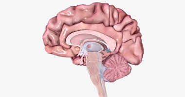 The Brain Sagittal Cross Section