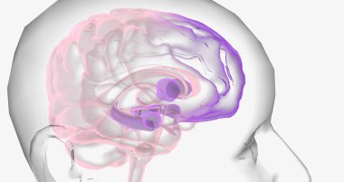 Reward Pathway in the Brain 3D rendering