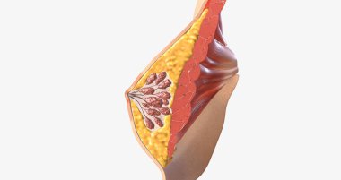 The female breast is composed of specialized glandular tissue, ducts, and fat, with an underlying layer of muscle. 3D rendering