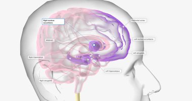 Reward Pathway in the Brain 3D rendering