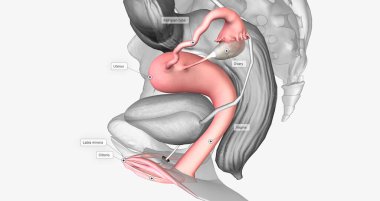 The female reproductive system is located near the bladder and is directly related to the urinary system. 3D rendering