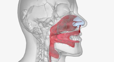 Epistaxis is a nosebleed caused either by injury or appearing spontaneously.3D rendering