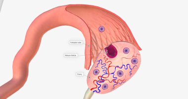 Ovulation is the process of releasing a mature egg from the ovary into the fallopian tube of the uterus. 3D rendering