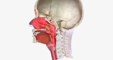 Upper respiratory infections (URIs) are common conditions caused by a viral infection of the respiratory tissue.3D rendering