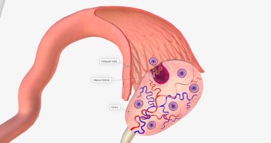 Ovulation is the process of releasing a mature egg from the ovary into the fallopian tube of the uterus. 3D rendering