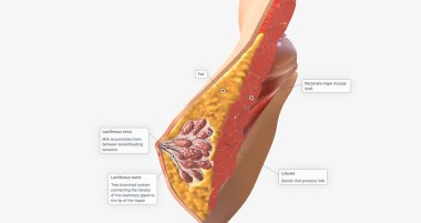 The female breast is composed of specialized glandular tissue, ducts, and fat, with an underlying layer of muscle. 3D rendering