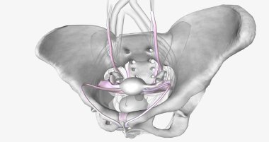 Several groups of supporting ligaments secure the female reproductive structures within the pelvis. 3D rendering