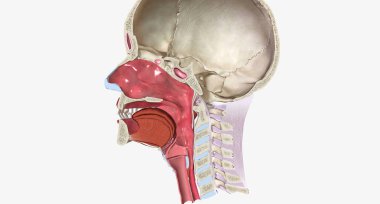 Head and Neck Cross Section 3D rendering