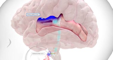 The auditory information is transmitted from the basilar membrane in the cochlea to the primary auditory cortex in the brain.3D rendering