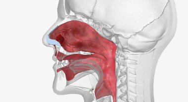 Epistaxis is a nosebleed caused either by injury or appearing spontaneously.3D rendering