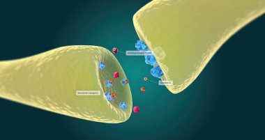 Selective serotonin reuptake inhibitors (SSRIs) are an antidepressant used to treat depression. 3D rendering