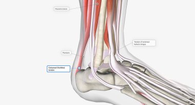 Extension, or dorsiflexion, of the ankle occurs primarily thanks to the tibialis anterior, extensor hallicus longus, and extensor digitorum longus muscles.3D rendering