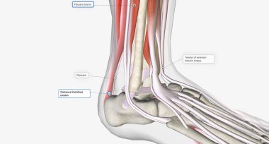 Extension, or dorsiflexion, of the ankle occurs primarily thanks to the tibialis anterior, extensor hallicus longus, and extensor digitorum longus muscles.3D rendering