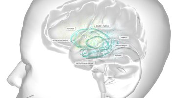 Dopamine is a neurotransmitter that plays a role in regulating Human behavior, mood, motivation, and motor control. 3D rendering
