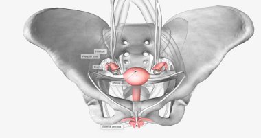Female reproductive system in pelvis 3D rendering