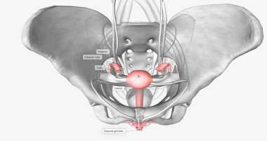 Female reproductive system in pelvis 3D rendering