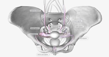 Several groups of supporting ligaments secure the female reproductive structures within the pelvis. 3D rendering