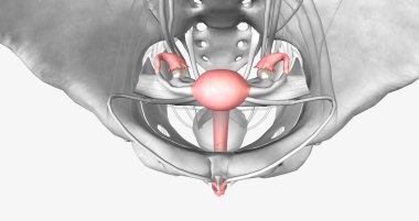 Female reproductive system in pelvis 3D rendering