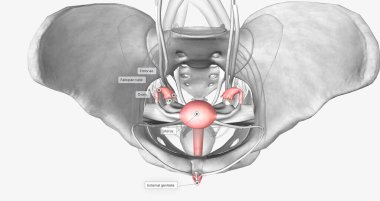 Female reproductive system in pelvis 3D rendering