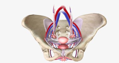 The female pelvis is a bowl-shaped cavity within the hip bones that contains reproductive, urinary, and digestive organs 3D rendering