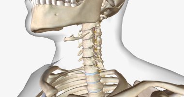 Cervical disc degeneration, or cervical disc disease, is a process that occurs naturally with age. 3D rendering