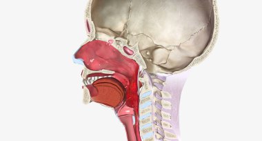 Sore throat is pain caused by irritation to the lining of the pharynx. 3D rendering