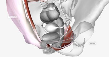 The urinary bladder is surrounded by the muscles that make up the abdominal wall and pelvic floor. 3D rendering