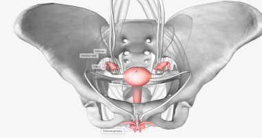 Female reproductive system in pelvis 3D rendering