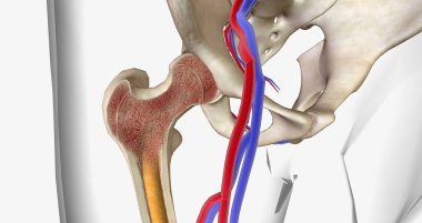 CML is a rare type of leukemia in adults. 3D rendering