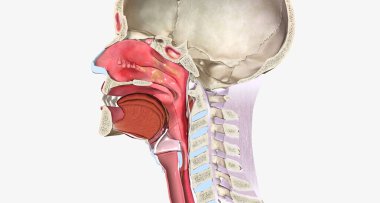 Nasal polyps are benign, soft growths that arise from the mucosa of the nasal passages or sinuses.Damaged optic nerve leads to disrupted signaling to brain 3D rendering