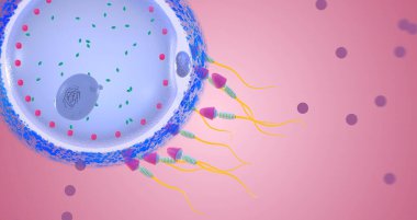 Fertilization is the union of two reproductive cells to form a zygote, a fertilized egg cell.3D rendering