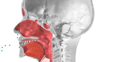 The common cold is caused by a viral infection. Rhinoviruses are most commonly associated with the common cold. 3D rendering