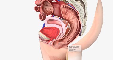 Rectum bulge extends outside vaginal space past the vaginal opening 3D rendering