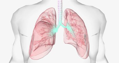 During normal breathing, oxygen rich air enters through your nose or mouth and reaches the lungs through your airways. 3D rendering