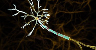 Small arteries, called vasa nevorum, supply blood to nerves and the myelin sheaths covering nerve axons. 3D rendering