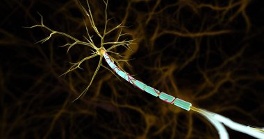 Small arteries, called vasa nevorum, supply blood to nerves and the myelin sheaths covering nerve axons. 3D rendering