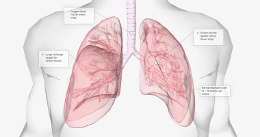 During normal breathing, oxygen rich air enters through your nose or mouth and reaches the lungs through your airways.3D rendering