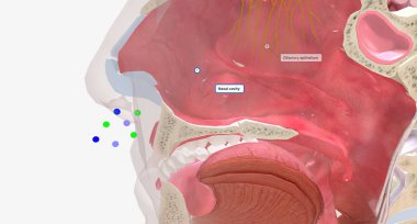 Smell refers to the perception of odorants (molecules) that are perceived as odors by the brain. 3D rendering