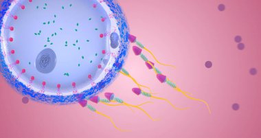 Fertilization is the union of two reproductive cells to form a zygote, a fertilized egg cell.3D rendering