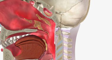 Upper respiratory infections (URIs) are common conditions caused by a viral infection of the respiratory tissue.3D rendering
