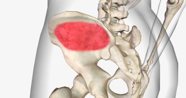 Trabecular or spongy bone is found in the center of the bone. 3D rendering
