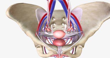The female pelvis is a bowl-shaped cavity within the hip bones that contains reproductive, urinary, and digestive organs 3D rendering